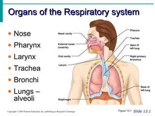 Organs of the Respiratory systemOrgans of the Respiratory system
Slide 13.1Copyright © 2003 Pearson Education, Inc. publishing as Benjamin Cummings
• Nose
• Pharynx
• Larynx
• Trachea
• Bronchi
• Lungs –
alveoli
Figure 13.1
 