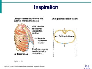 InspirationInspiration
SlideCopyright © 2003 Pearson Education, Inc. publishing as Benjamin Cummings
Figure 13.7a
 