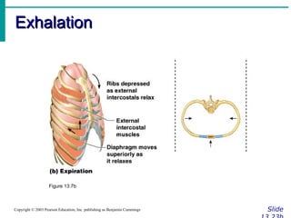 ExhalationExhalation
SlideCopyright © 2003 Pearson Education, Inc. publishing as Benjamin Cummings
Figure 13.7b
 