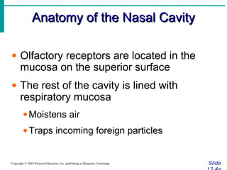 Anatomy of the Nasal CavityAnatomy of the Nasal Cavity
SlideCopyright © 2003 Pearson Education, Inc. publishing as Benjamin Cummings
• Olfactory receptors are located in the
mucosa on the superior surface
• The rest of the cavity is lined with
respiratory mucosa
•Moistens air
•Traps incoming foreign particles
 