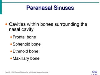 Paranasal SinusesParanasal Sinuses
SlideCopyright © 2003 Pearson Education, Inc. publishing as Benjamin Cummings
• Cavities within bones surrounding the
nasal cavity
•Frontal bone
•Sphenoid bone
•Ethmoid bone
•Maxillary bone
 