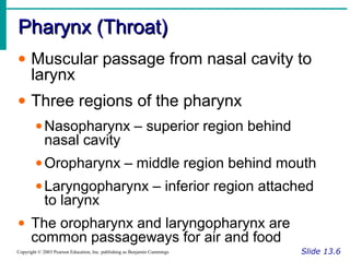 Pharynx (Throat)Pharynx (Throat)
Slide 13.6Copyright © 2003 Pearson Education, Inc. publishing as Benjamin Cummings
• Muscular passage from nasal cavity to
larynx
• Three regions of the pharynx
•Nasopharynx – superior region behind
nasal cavity
•Oropharynx – middle region behind mouth
•Laryngopharynx – inferior region attached
to larynx
• The oropharynx and laryngopharynx are
common passageways for air and food
 