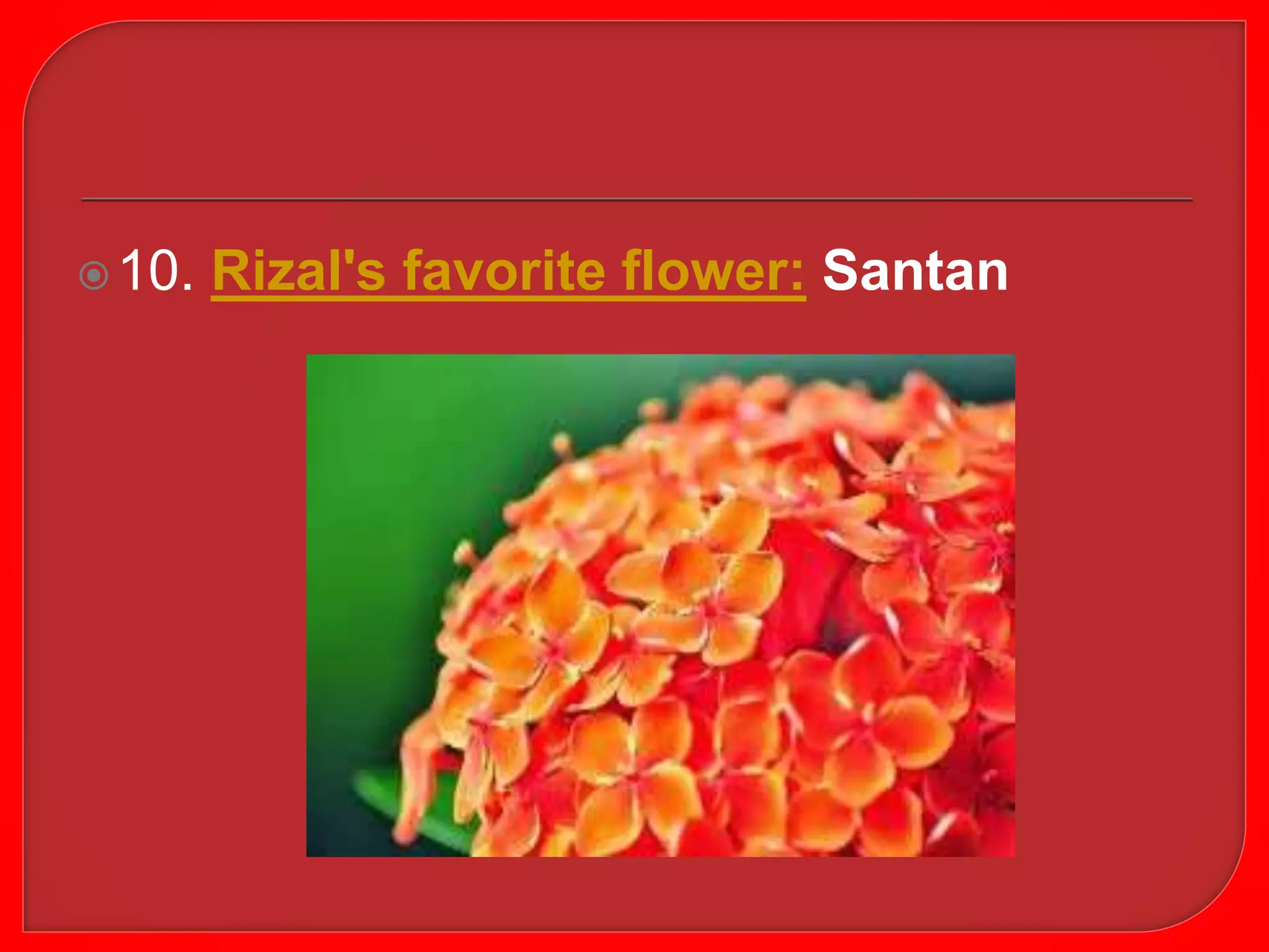 The Favorite Flower of Rizal: Sampaguita and Its Enduring Legacy