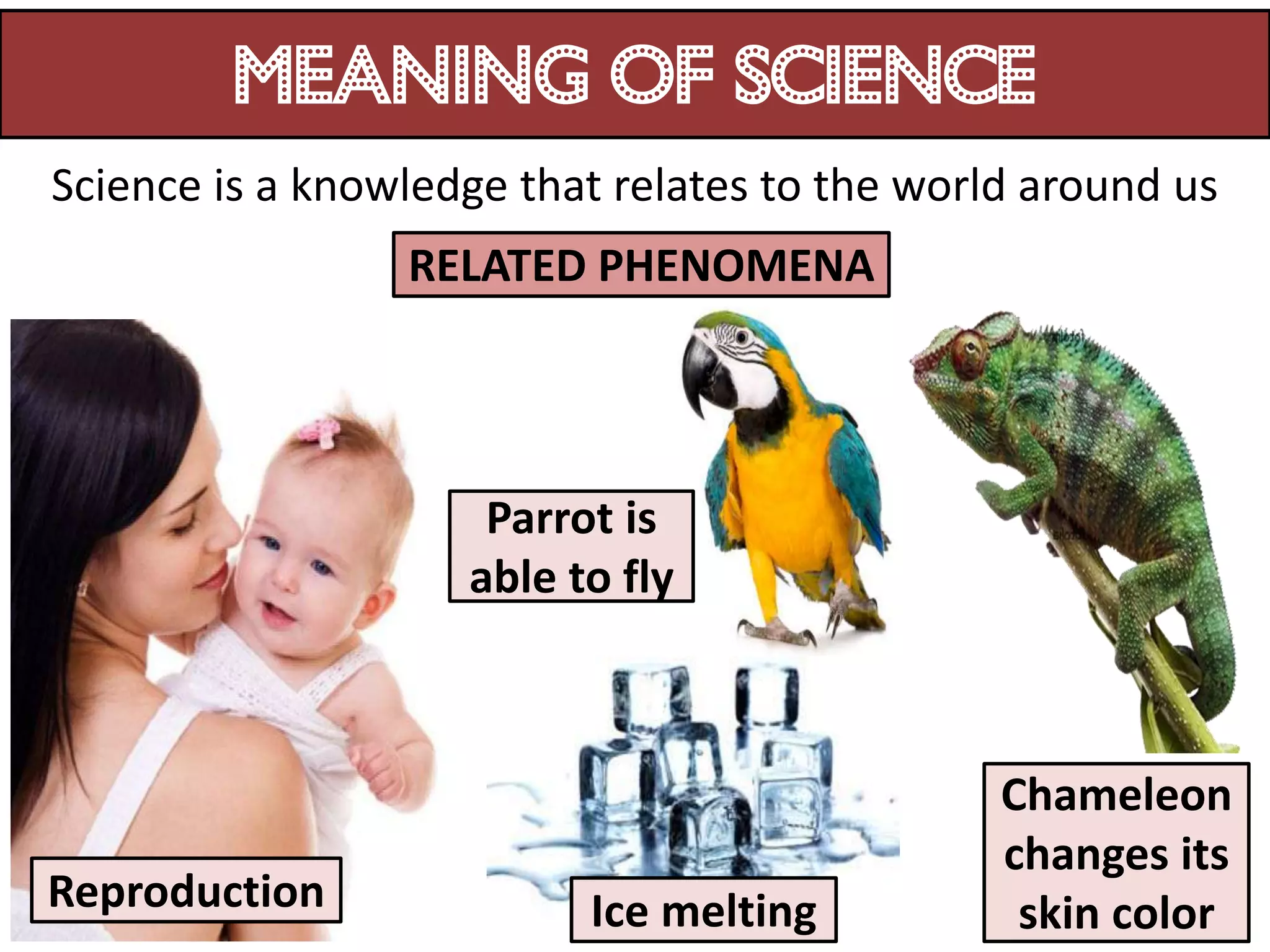 MEANING OF science
Science is a knowledge that relates to the world around us
                 RELATED PHENOMENA




                     Parrot is
                    able to fly



                                               Chameleon
                                               changes its
Reproduction              Ice melting           skin color
 