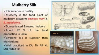 Mulberry Silk
It is superior in quality
Mulberry is the food plant of
mulberry silkworm Bombyx mori &
B. mandarina.
Domesticated & reared indoors
About 92 % of the total
production in India.
Bivoltine silk is superior than
Multivoltine.
Well practiced in KA, TN AP, KL
MH, WB & JK
10
6/9/2021
Life cycle of mulberry worm
 