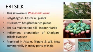 • This silkworm is Philosamia ricini
• Polyphagous- Caster oil plants
• It silkworm has protein rich pupae
• ERI is a multivoltine silk- Indoor reared
• Indigenous preparation of Chaddars-
Tribals own use
• Practised in Assam, Tripura & WB. Now
commercially in many parts of India
ERI SILK
12
6/9/2021
 