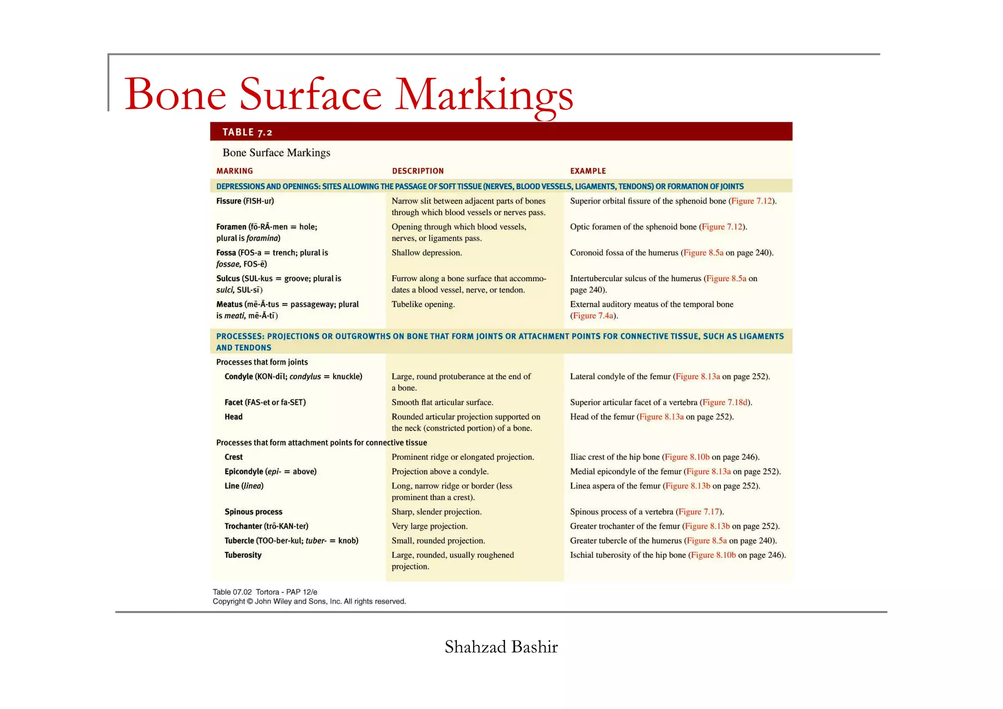 Bone Surface Markings
Shahzad Bashir
 
