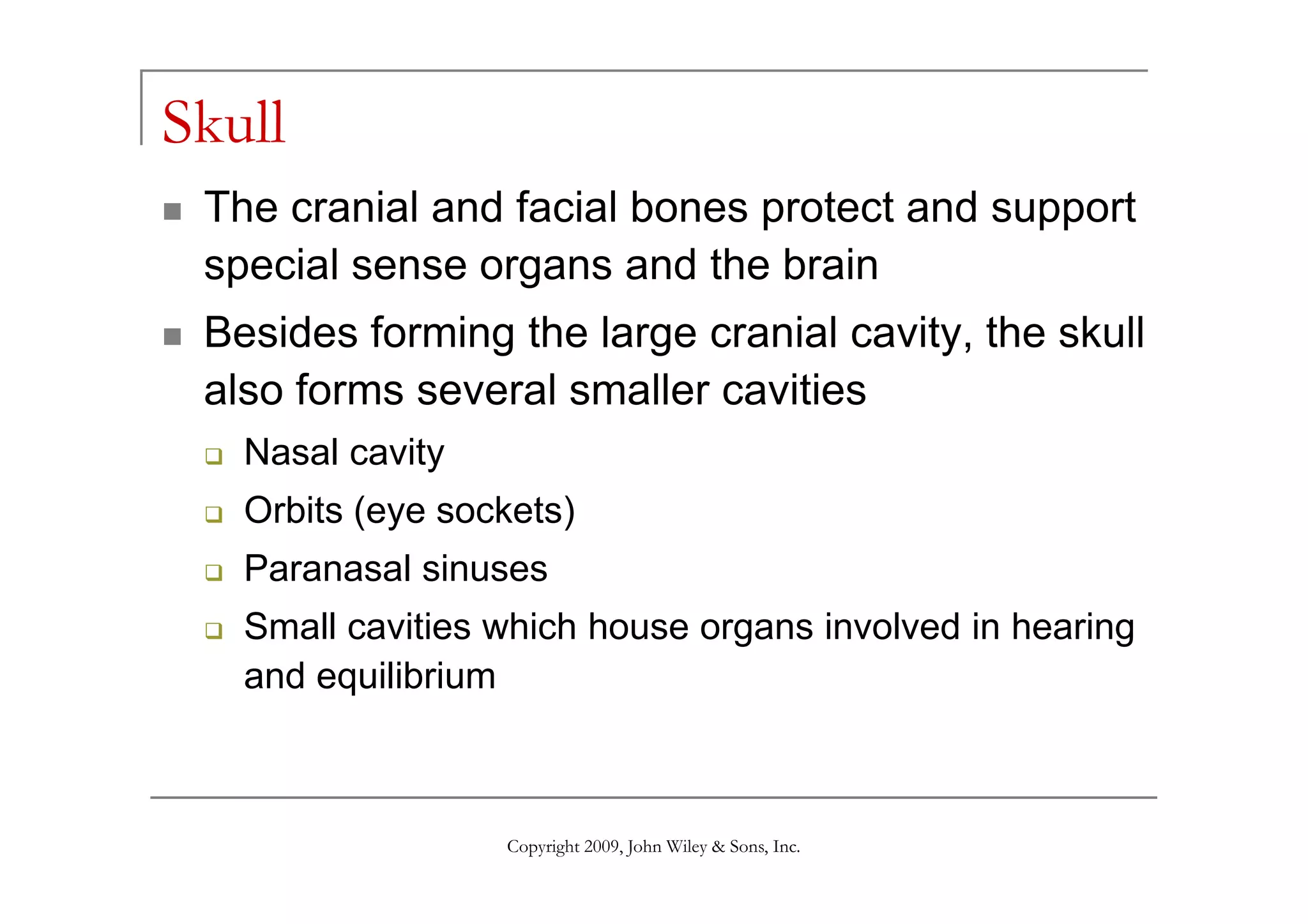 Skull
The cranial and facial bones protect and support
special sense organs and the brain
Besides forming the large cranial cavity, the skull
also forms several smaller cavities
Nasal cavity
Copyright 2009, John Wiley & Sons, Inc.
Nasal cavity
Orbits (eye sockets)
Paranasal sinuses
Small cavities which house organs involved in hearing
and equilibrium
 