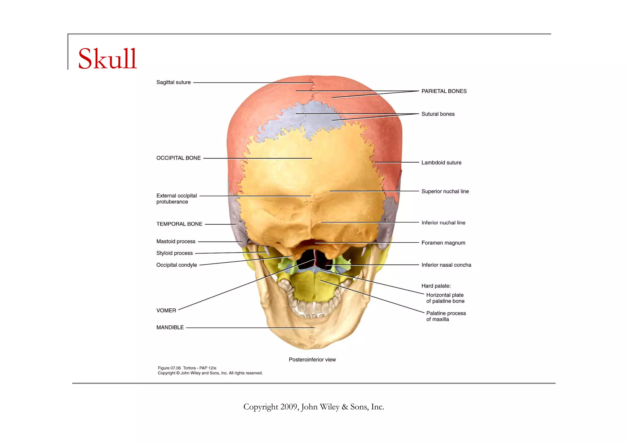 Skull
Copyright 2009, John Wiley & Sons, Inc.
 
