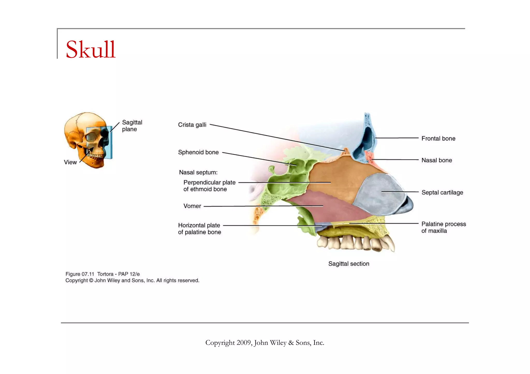 Skull
Copyright 2009, John Wiley & Sons, Inc.
 