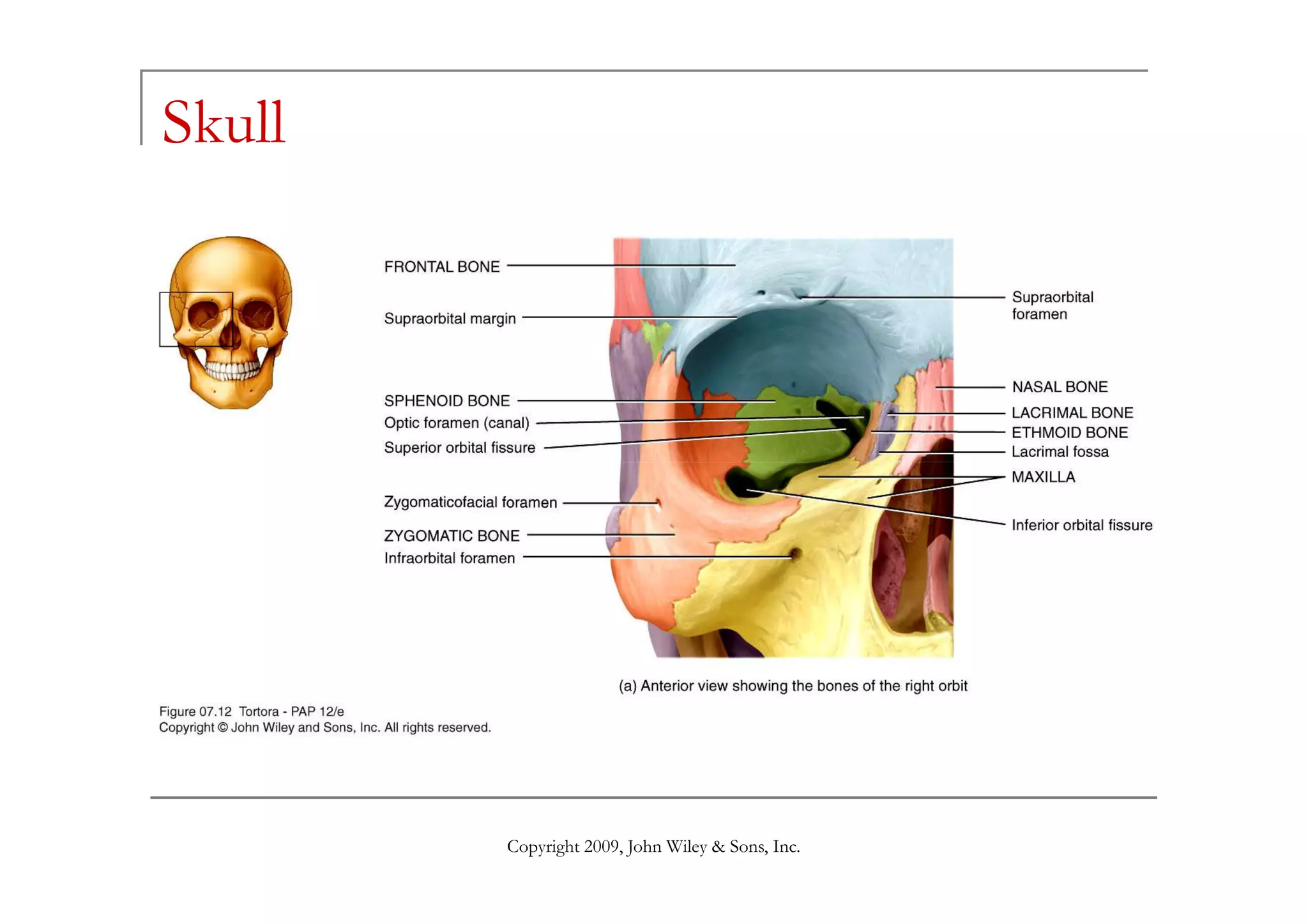 Skull
Copyright 2009, John Wiley & Sons, Inc.
 