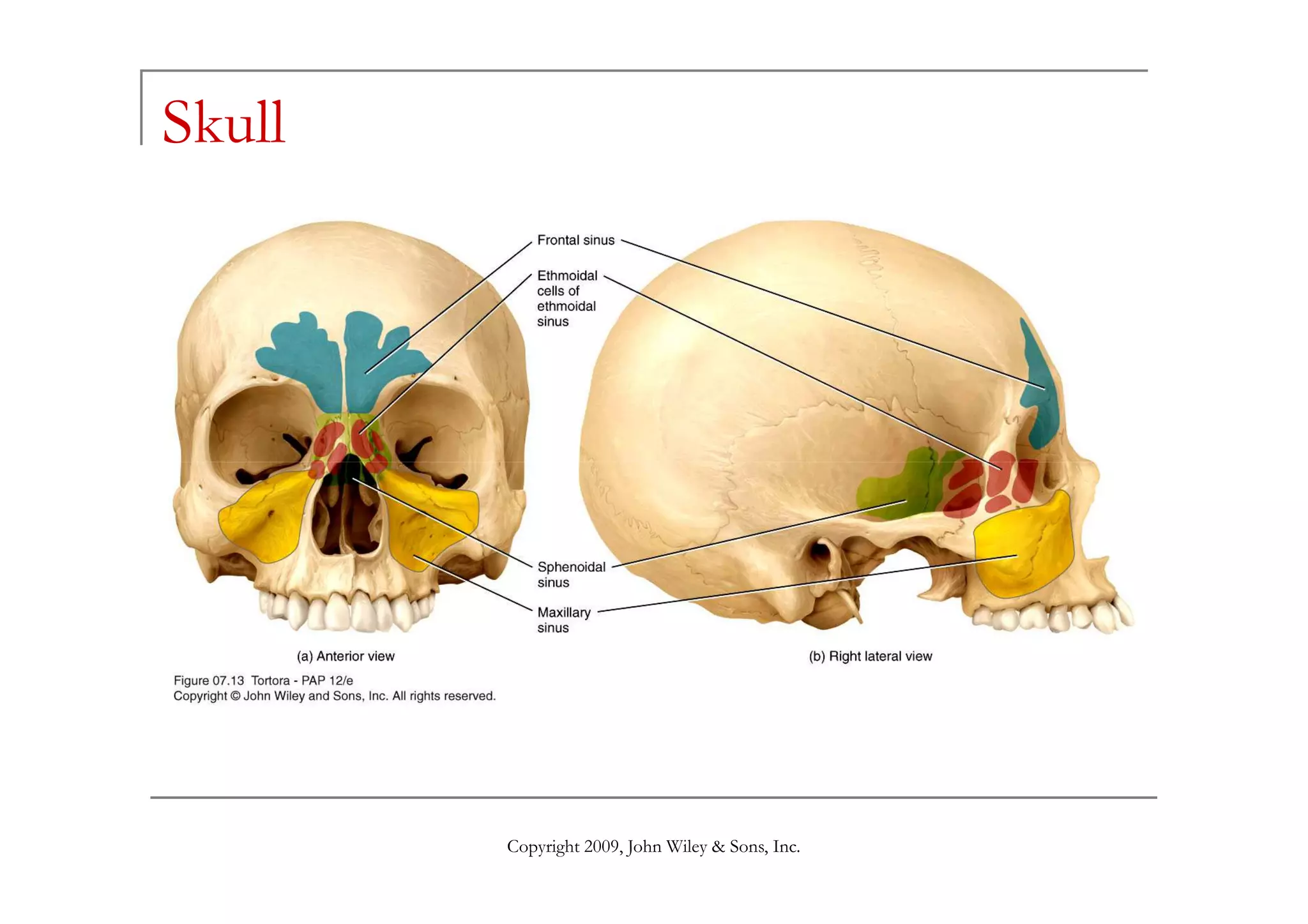 Skull
Copyright 2009, John Wiley & Sons, Inc.
 