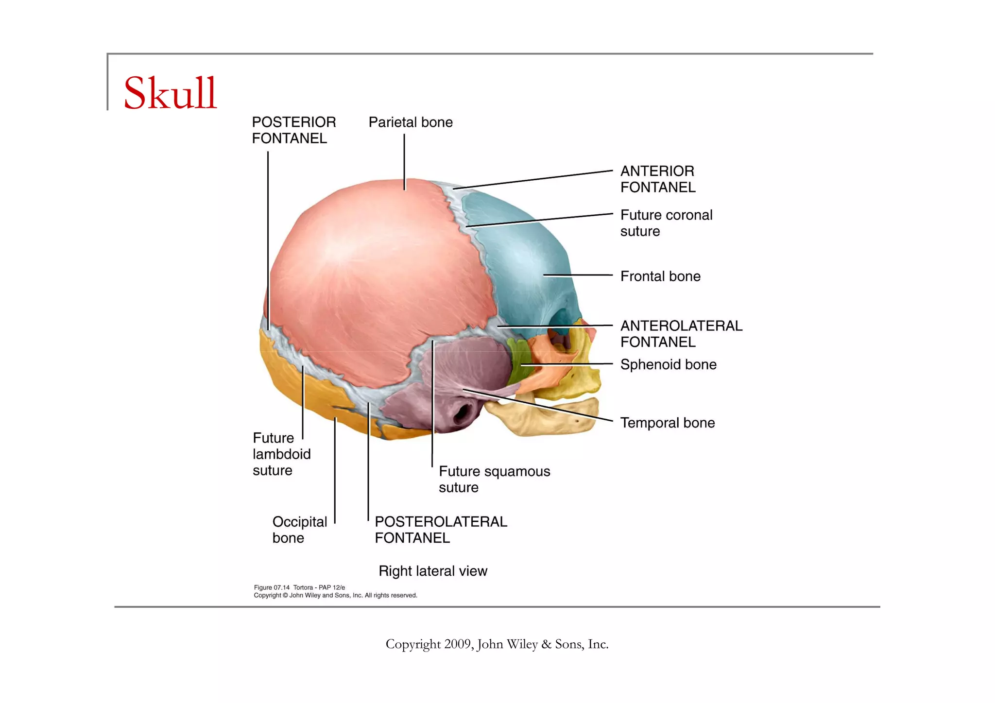 Skull
Copyright 2009, John Wiley & Sons, Inc.
 