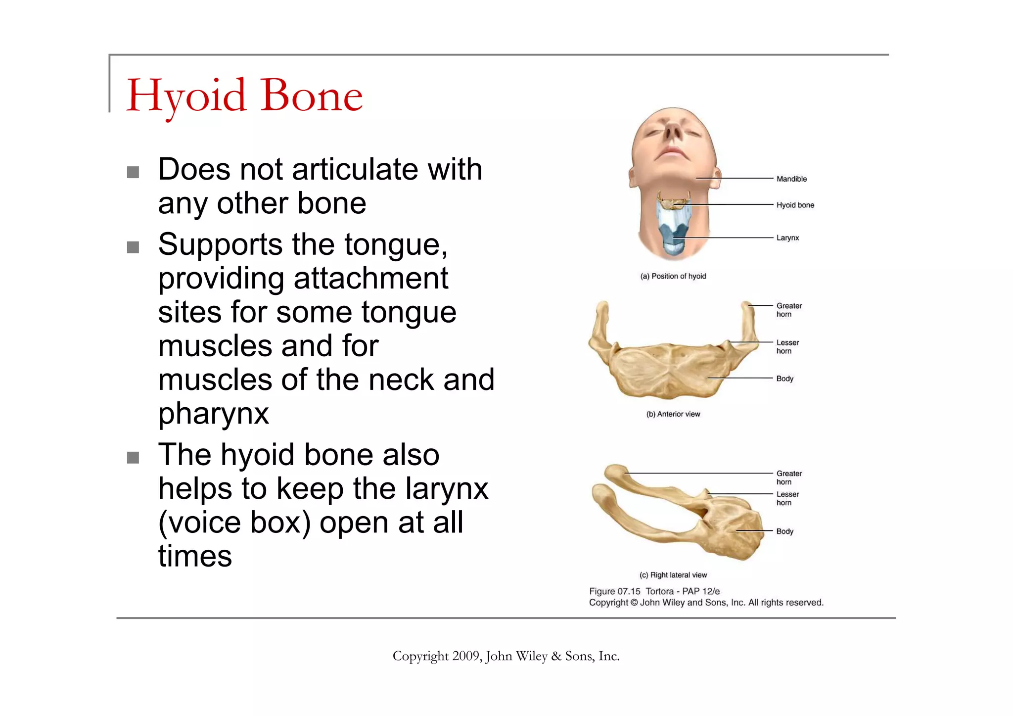 Hyoid Bone
Does not articulate with
any other bone
Supports the tongue,
providing attachment
sites for some tongue
muscles and for
Copyright 2009, John Wiley & Sons, Inc.
muscles and for
muscles of the neck and
pharynx
The hyoid bone also
helps to keep the larynx
(voice box) open at all
times
 