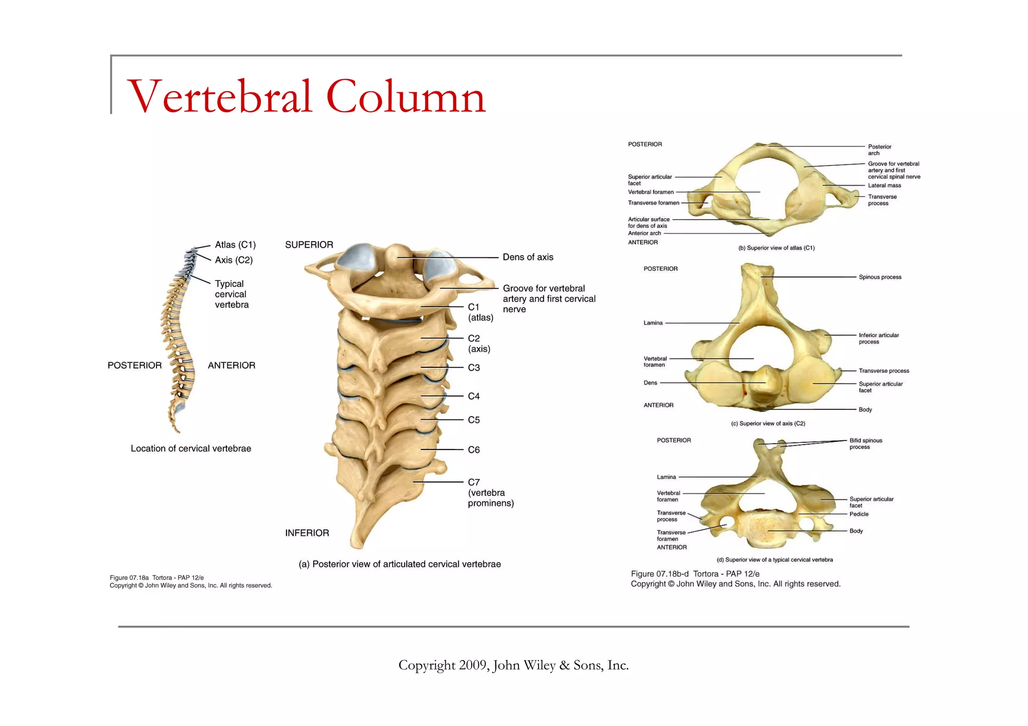 Vertebral Column
Copyright 2009, John Wiley & Sons, Inc.
 