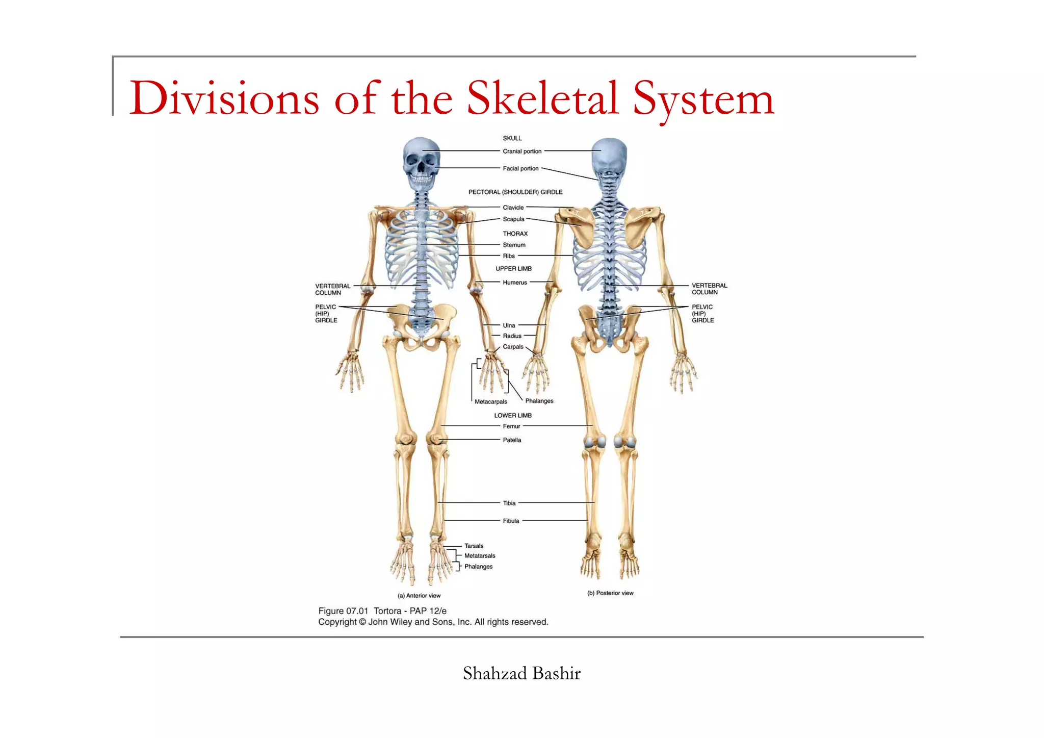 Divisions of the Skeletal System
Shahzad Bashir
 