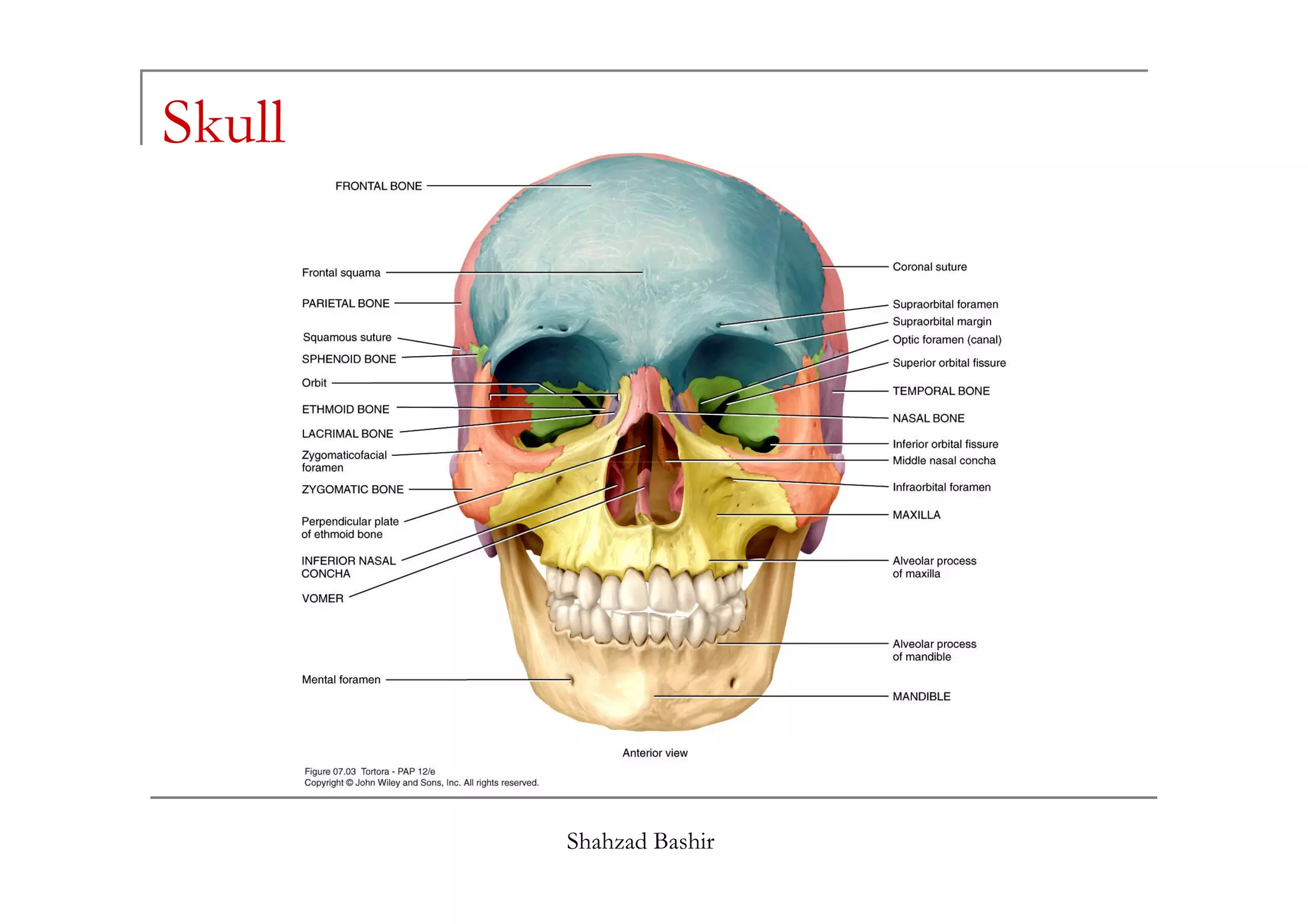 Skull




        Shahzad Bashir
 