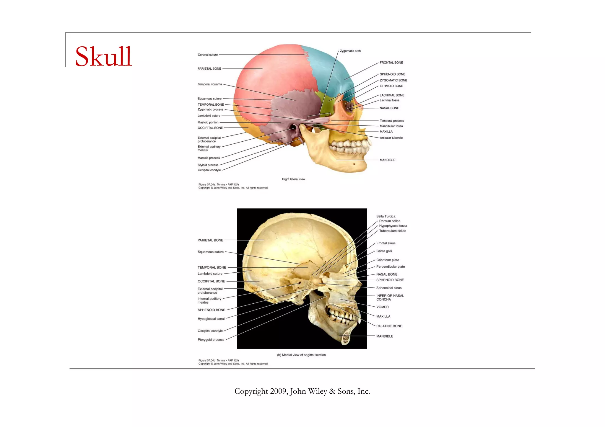 Skull




        Copyright 2009, John Wiley & Sons, Inc.
 
