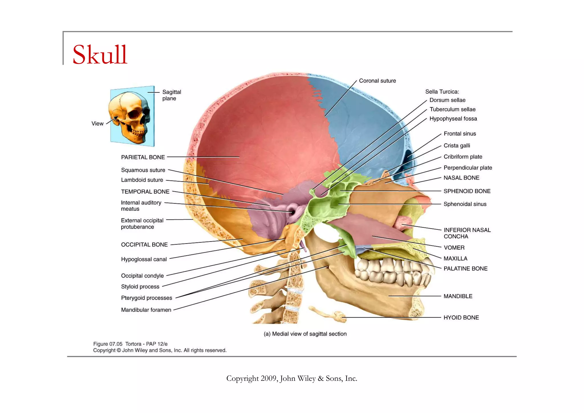 Skull




        Copyright 2009, John Wiley & Sons, Inc.
 