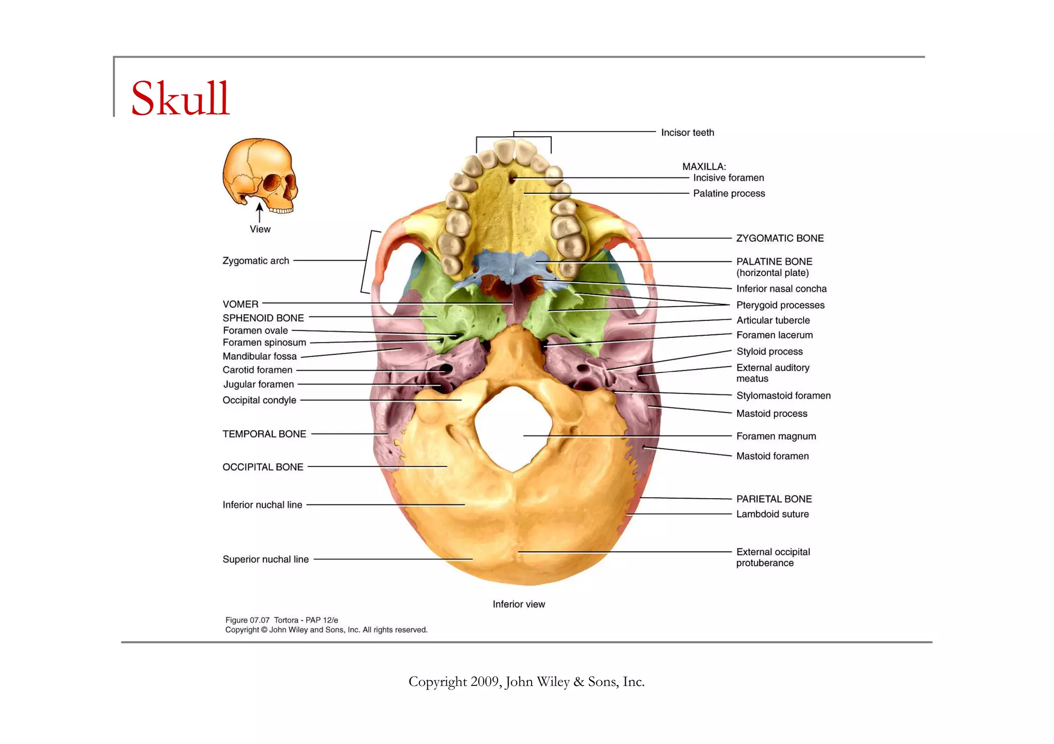 Skull




        Copyright 2009, John Wiley & Sons, Inc.
 