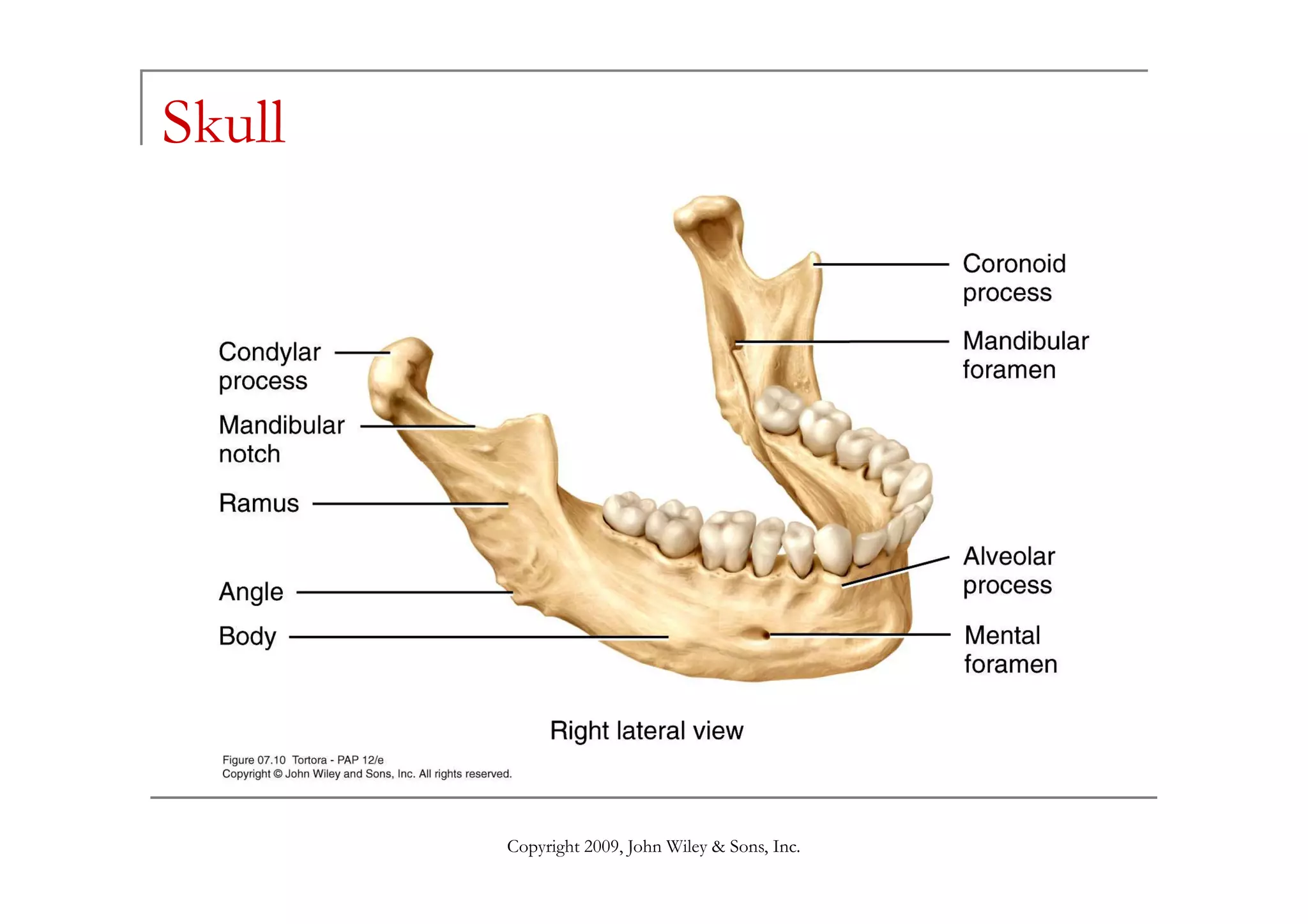 Skull




        Copyright 2009, John Wiley & Sons, Inc.
 