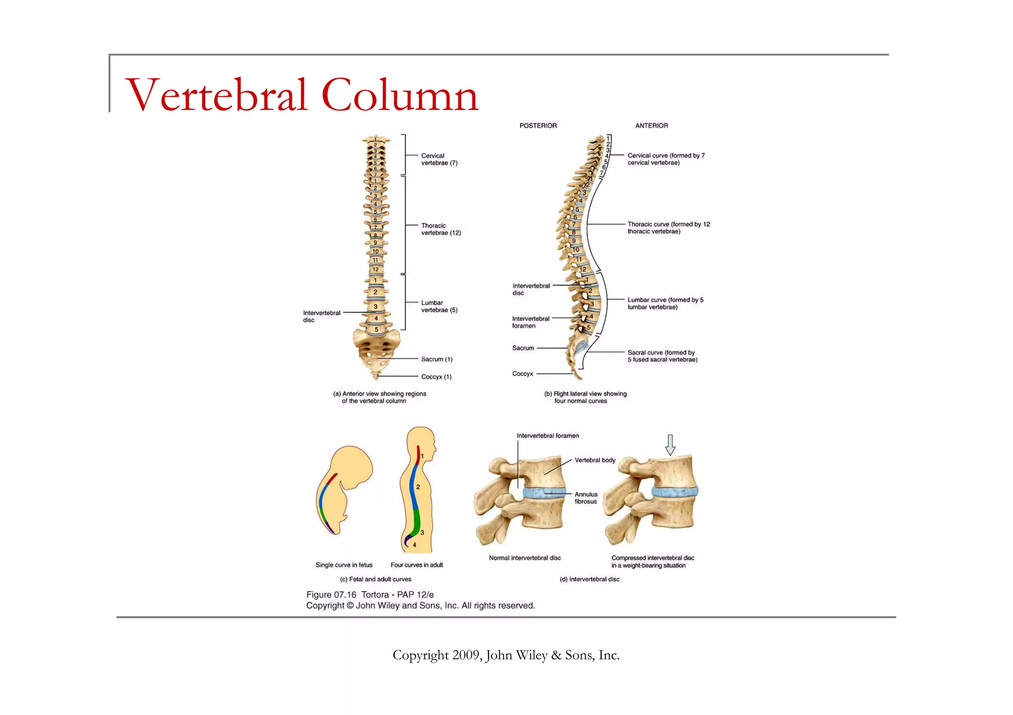 Vertebral Column




            Copyright 2009, John Wiley & Sons, Inc.
 