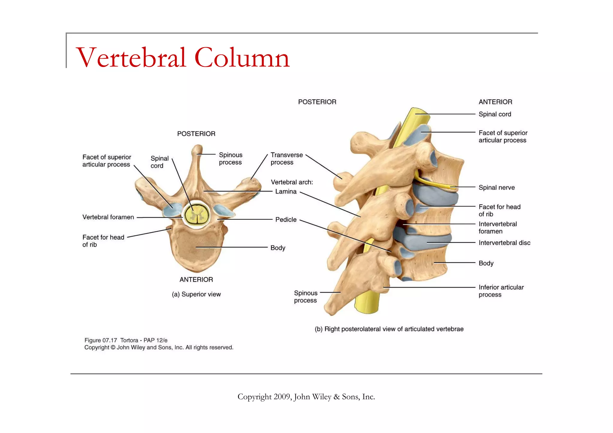 Vertebral Column




            Copyright 2009, John Wiley & Sons, Inc.
 