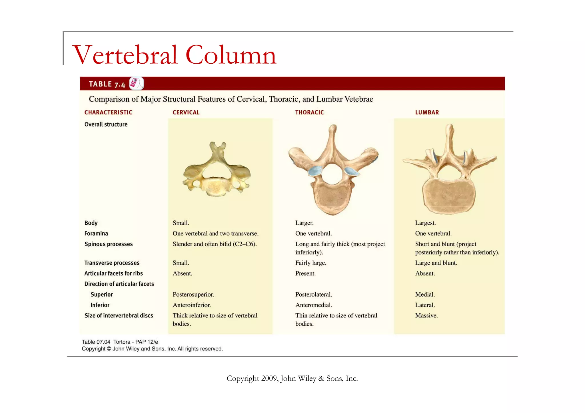 Vertebral Column




            Copyright 2009, John Wiley & Sons, Inc.
 