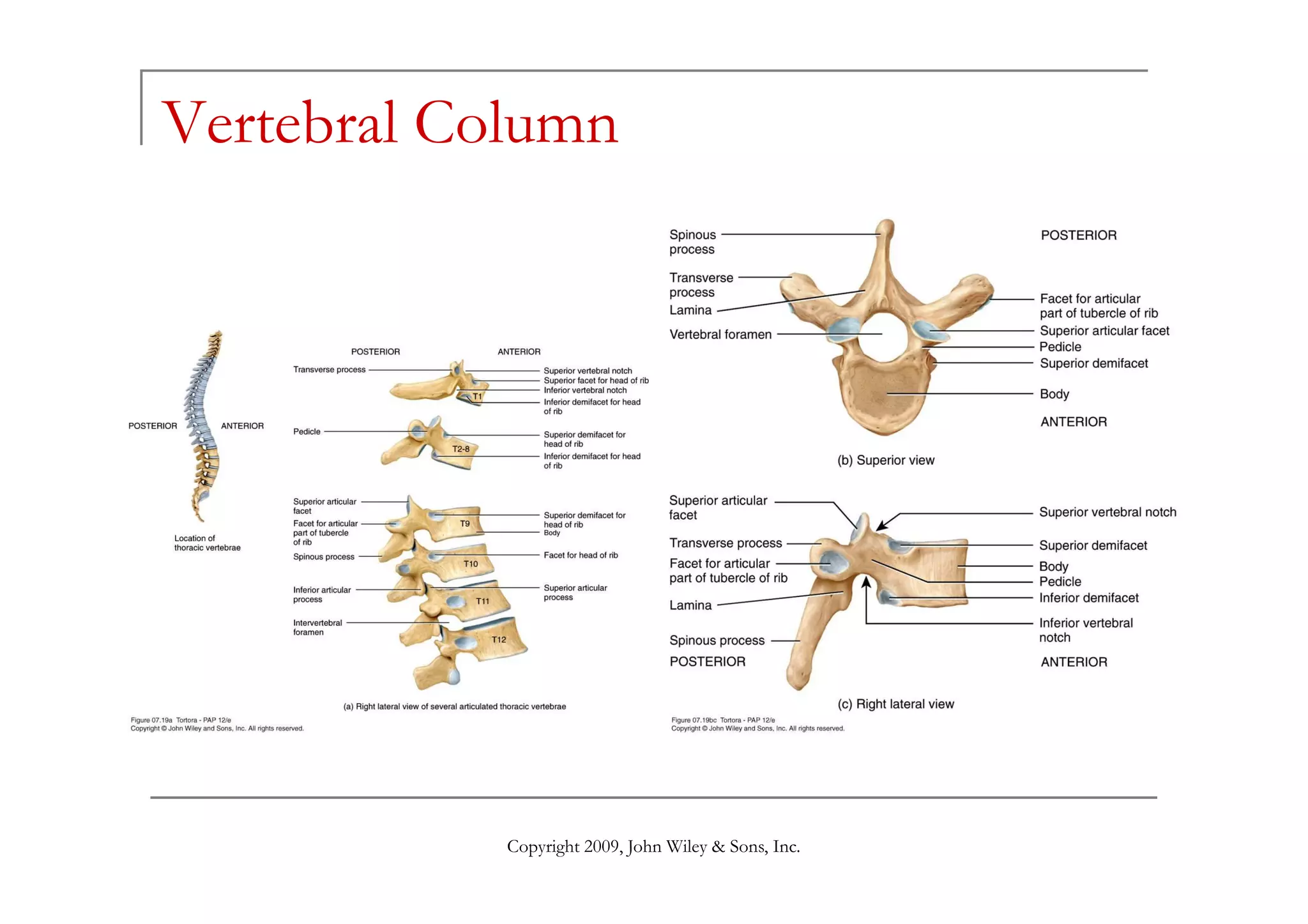Vertebral Column




            Copyright 2009, John Wiley & Sons, Inc.
 