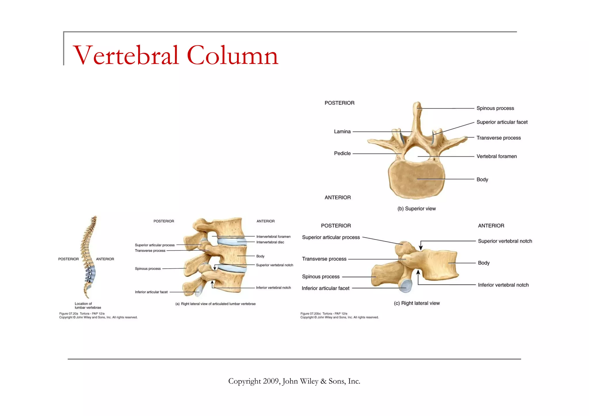 Vertebral Column




            Copyright 2009, John Wiley & Sons, Inc.
 