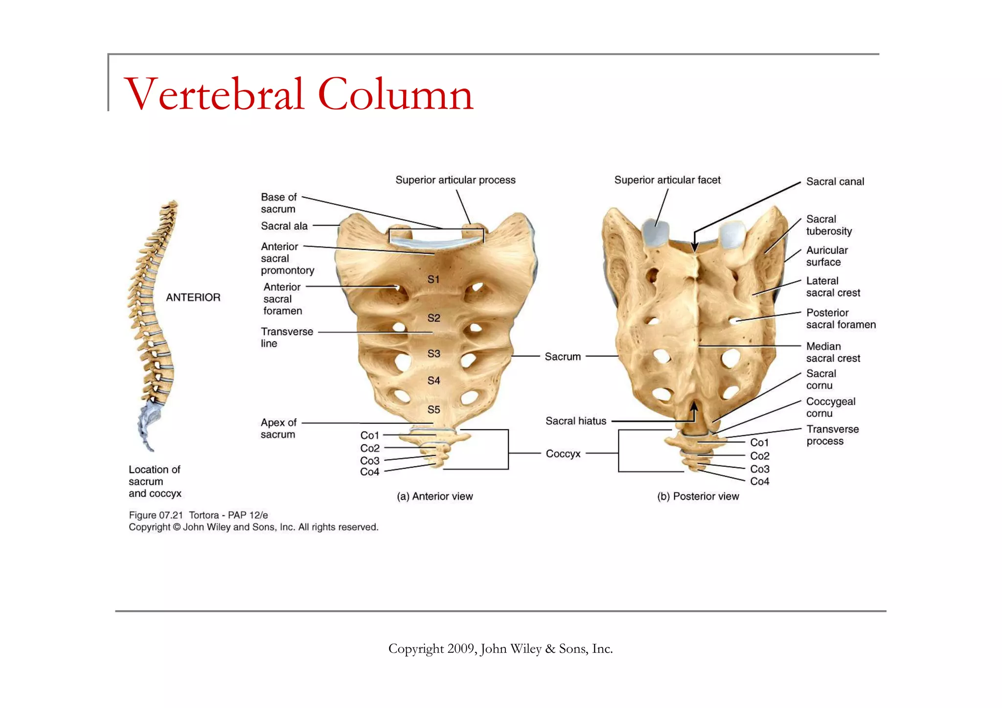 Vertebral Column




            Copyright 2009, John Wiley & Sons, Inc.
 