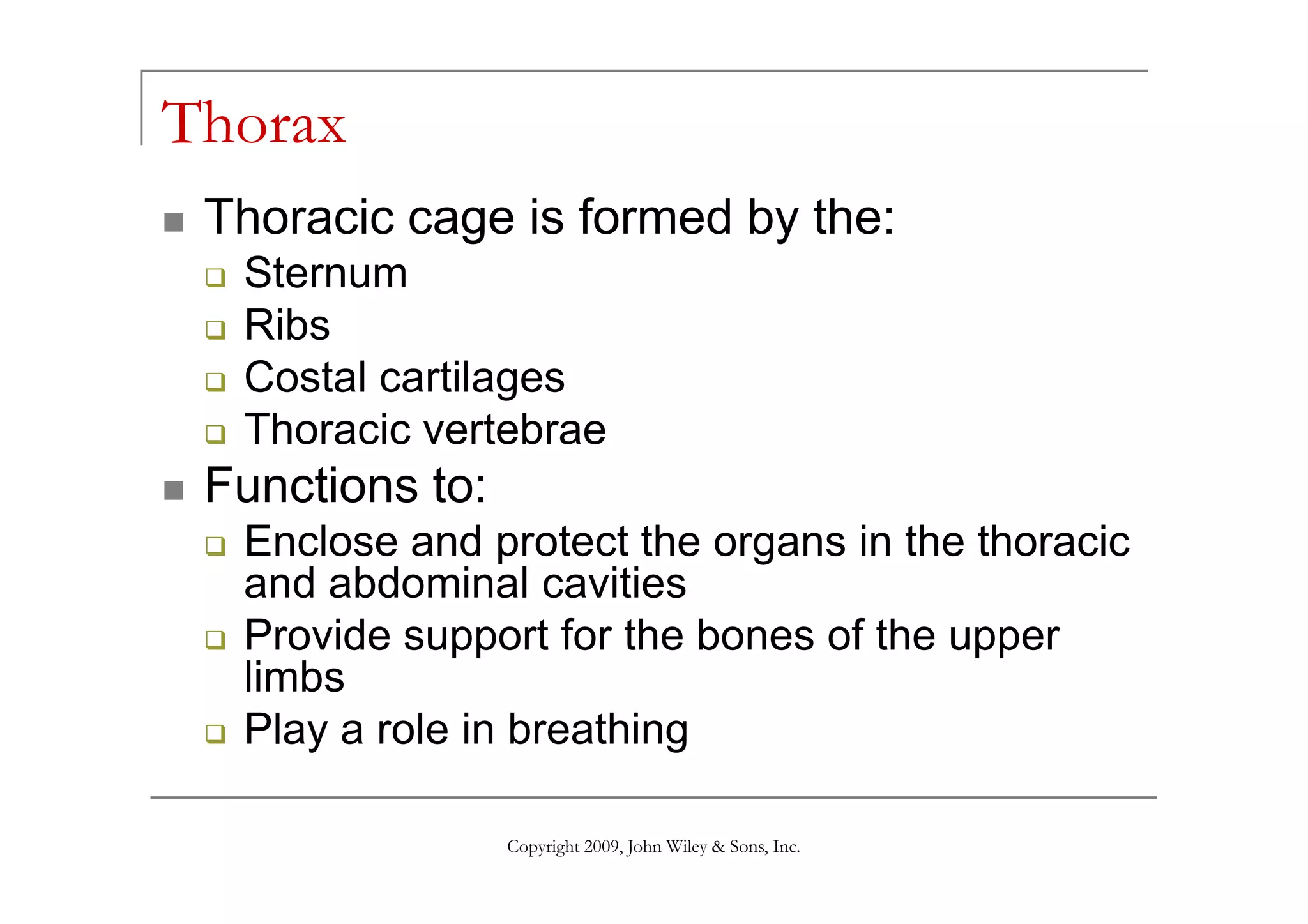 Thorax
 Thoracic cage is formed by the:
  Sternum
  Ribs
  Costal cartilages
  Thoracic vertebrae
 Functions to:
  Enclose and protect the organs in the thoracic
  and abdominal cavities
  Provide support for the bones of the upper
  limbs
  Play a role in breathing

                 Copyright 2009, John Wiley & Sons, Inc.
 