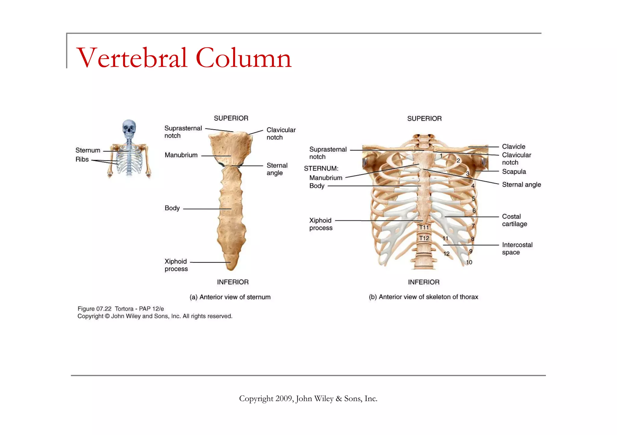 Vertebral Column




            Copyright 2009, John Wiley & Sons, Inc.
 