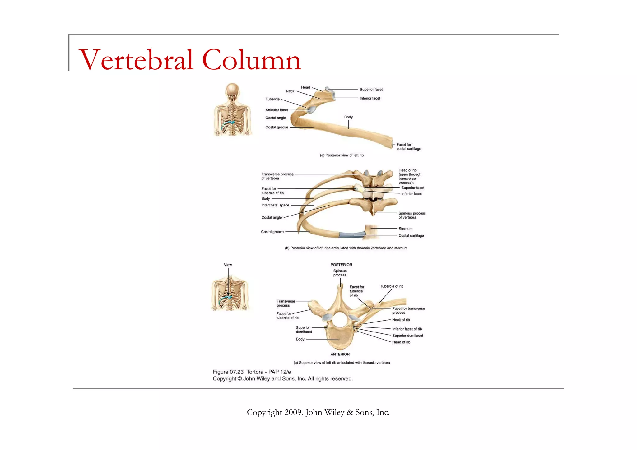 Vertebral Column




            Copyright 2009, John Wiley & Sons, Inc.
 