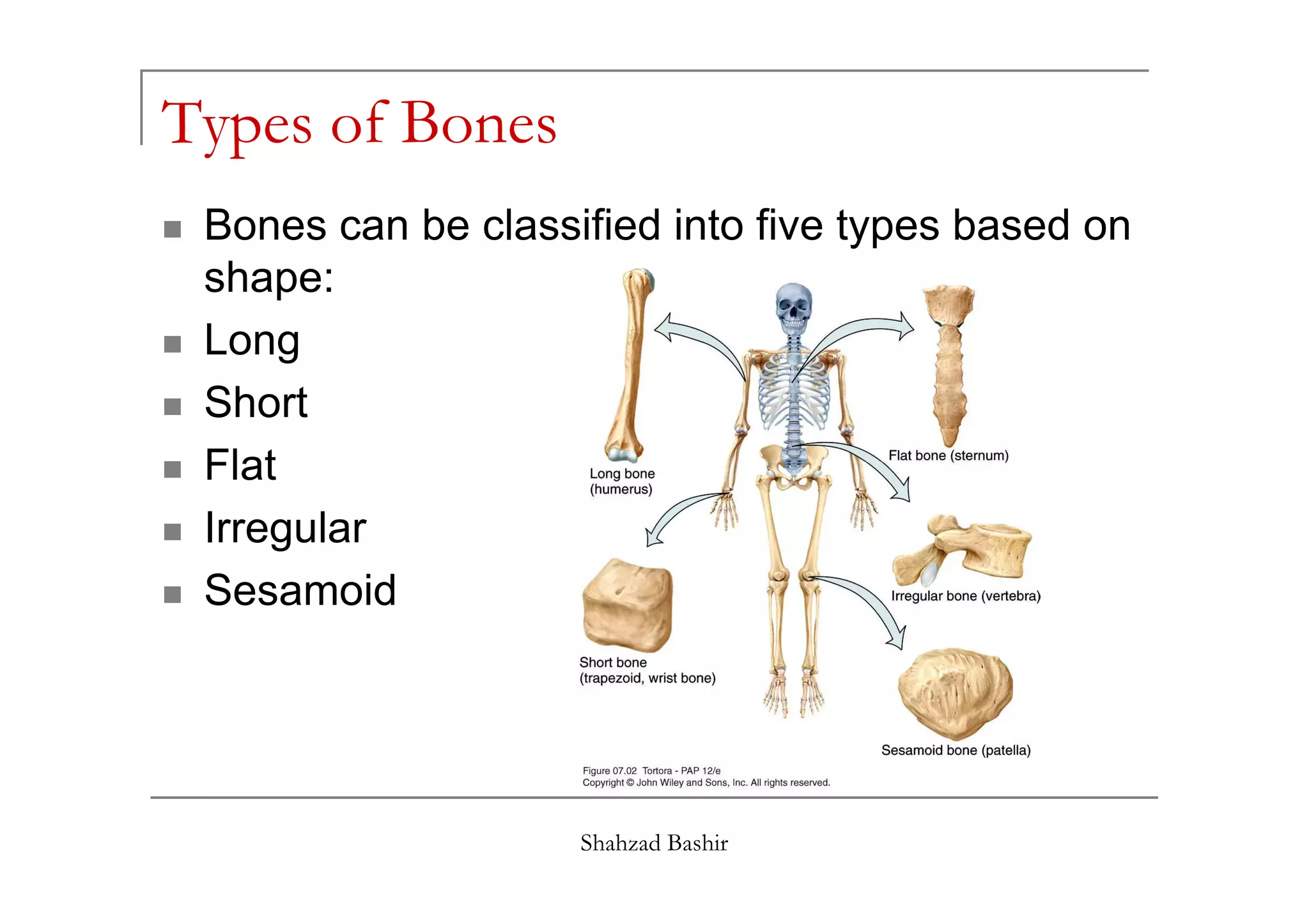 Types of Bones
 Bones can be classified into five types based on
 shape:
 Long
 Short
 Flat
 Irregular
 Sesamoid




                    Shahzad Bashir
 
