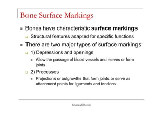 Specific Bone Features Introduction to skeletal system. | PDF