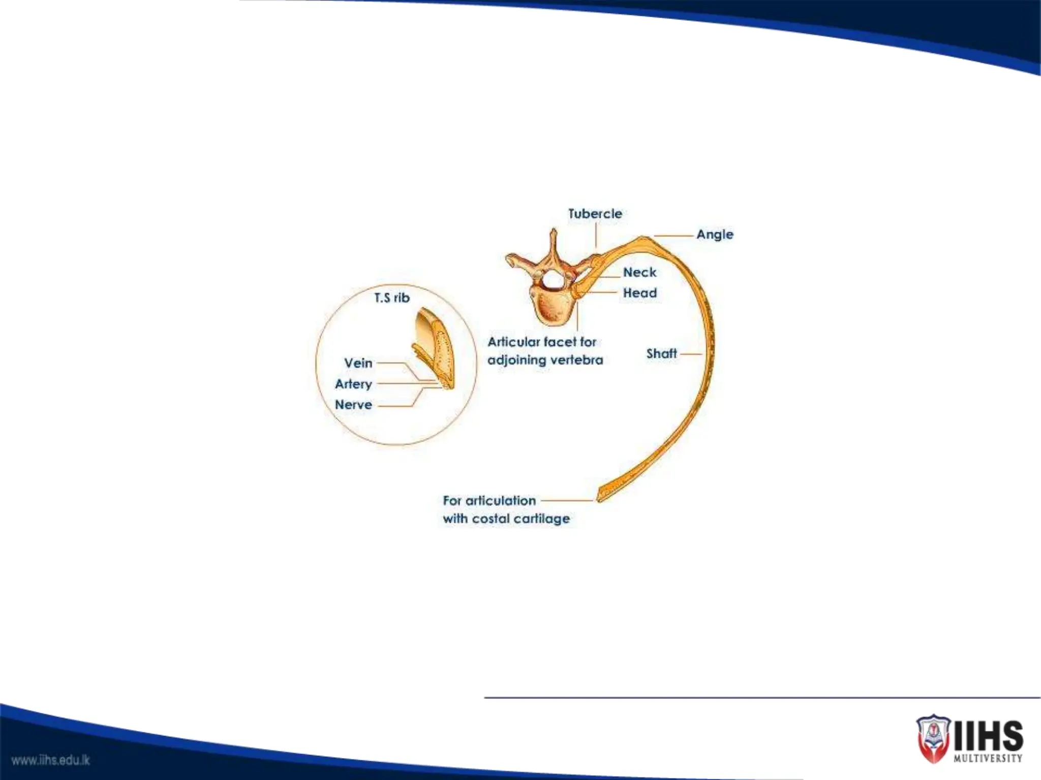 Introduction To Skeletal System Anatomy Ppt Introduction To Skeletal System Anatomy Ppt