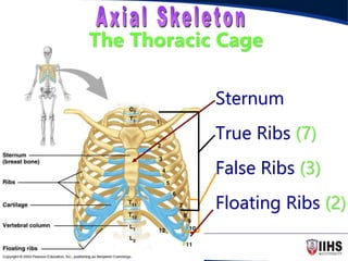 Total Ribs Introduction to Skeletal System anatomy | PPT