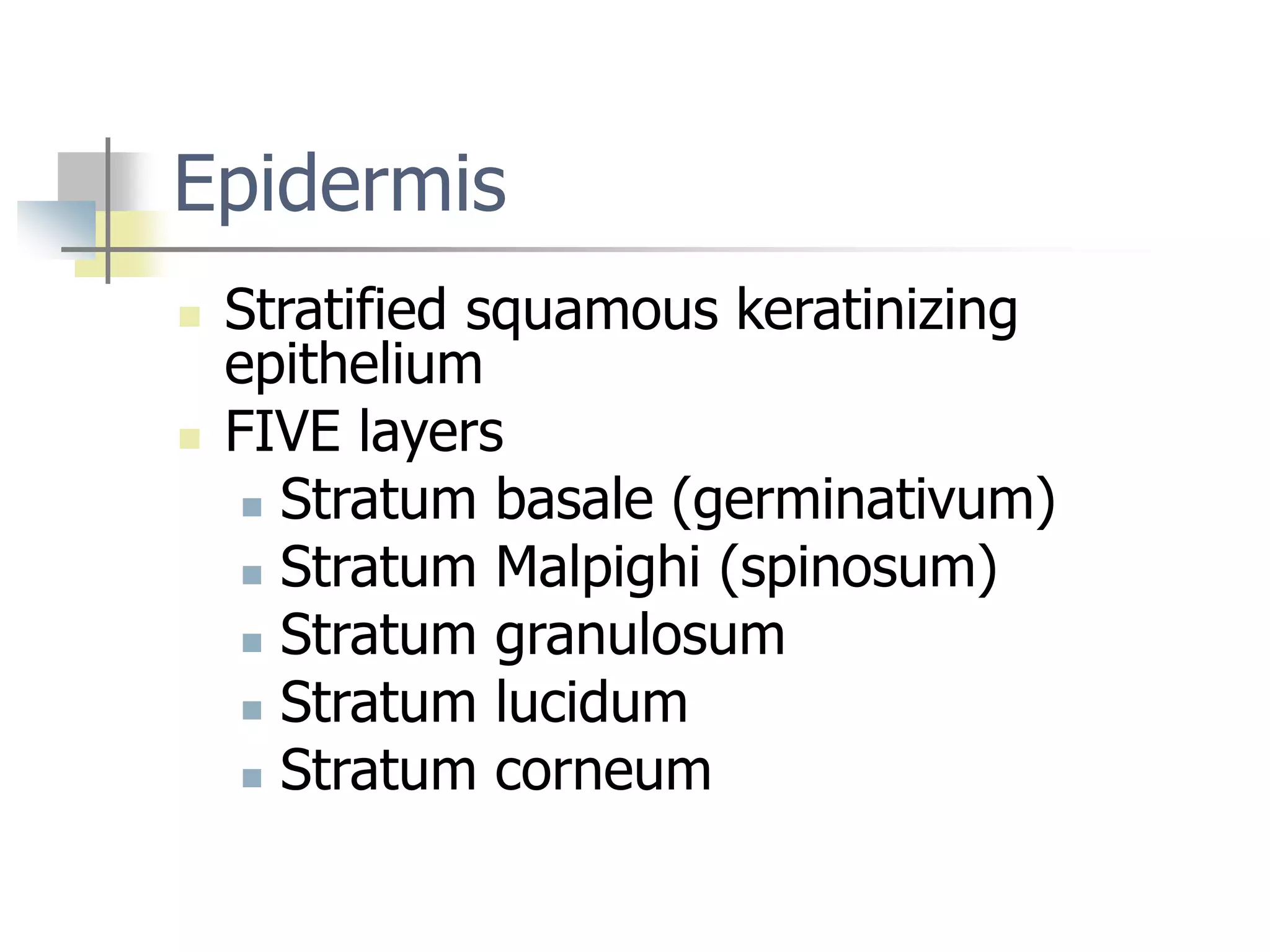 Skin Status Introduction Introduction to skin and various skin conditions. | PPT
