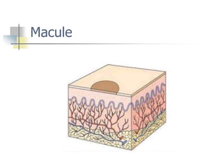 Introduction to skin and various skin conditions. | PPT