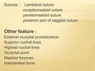 Sutures : Lambdoid suture
occipitomastoid suture
parietomastoid suture
posterior part of saggital suture
Other feature :
External occipital protuberance
Superior nuchal lines
Highest nuchal lines
Occipital point
Mastoid foramen
Interparietal bone
 
