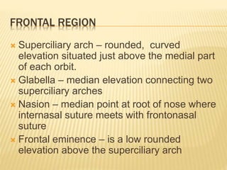 FRONTAL REGION
 Superciliary arch – rounded, curved
elevation situated just above the medial part
of each orbit.
 Glabella – median elevation connecting two
superciliary arches
 Nasion – median point at root of nose where
internasal suture meets with frontonasal
suture
 Frontal eminence – is a low rounded
elevation above the superciliary arch
 