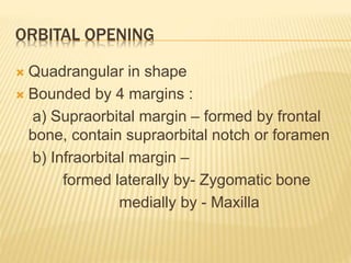Introduction to skull[1] | PPTX