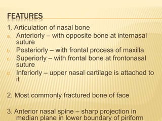 FEATURES
1. Articulation of nasal bone
a. Anteriorly – with opposite bone at internasal
suture
b. Posteriorly – with frontal process of maxilla
c. Superiorly – with frontal bone at frontonasal
suture
d. Inferiorly – upper nasal cartilage is attached to
it
2. Most commonly fractured bone of face
3. Anterior nasal spine – sharp projection in
median plane in lower boundary of piriform
 