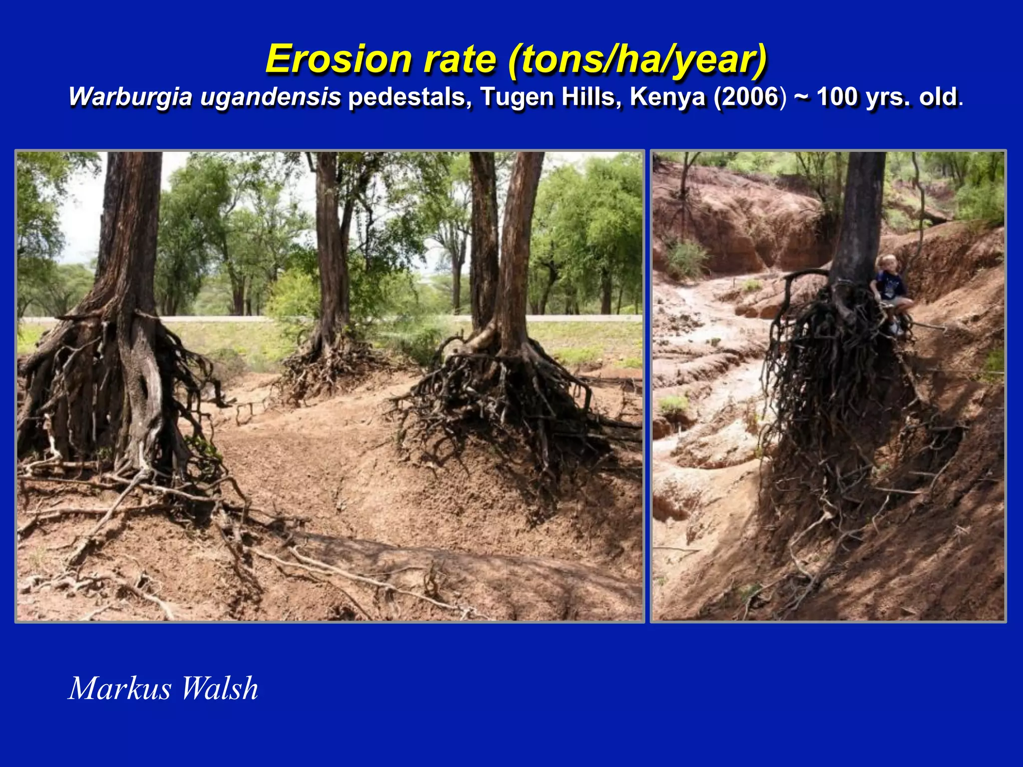 Erosion rate (tons/ha/year)
Warburgia ugandensis pedestals, Tugen Hills, Kenya (2006) ~ 100 yrs. old.
Markus Walsh