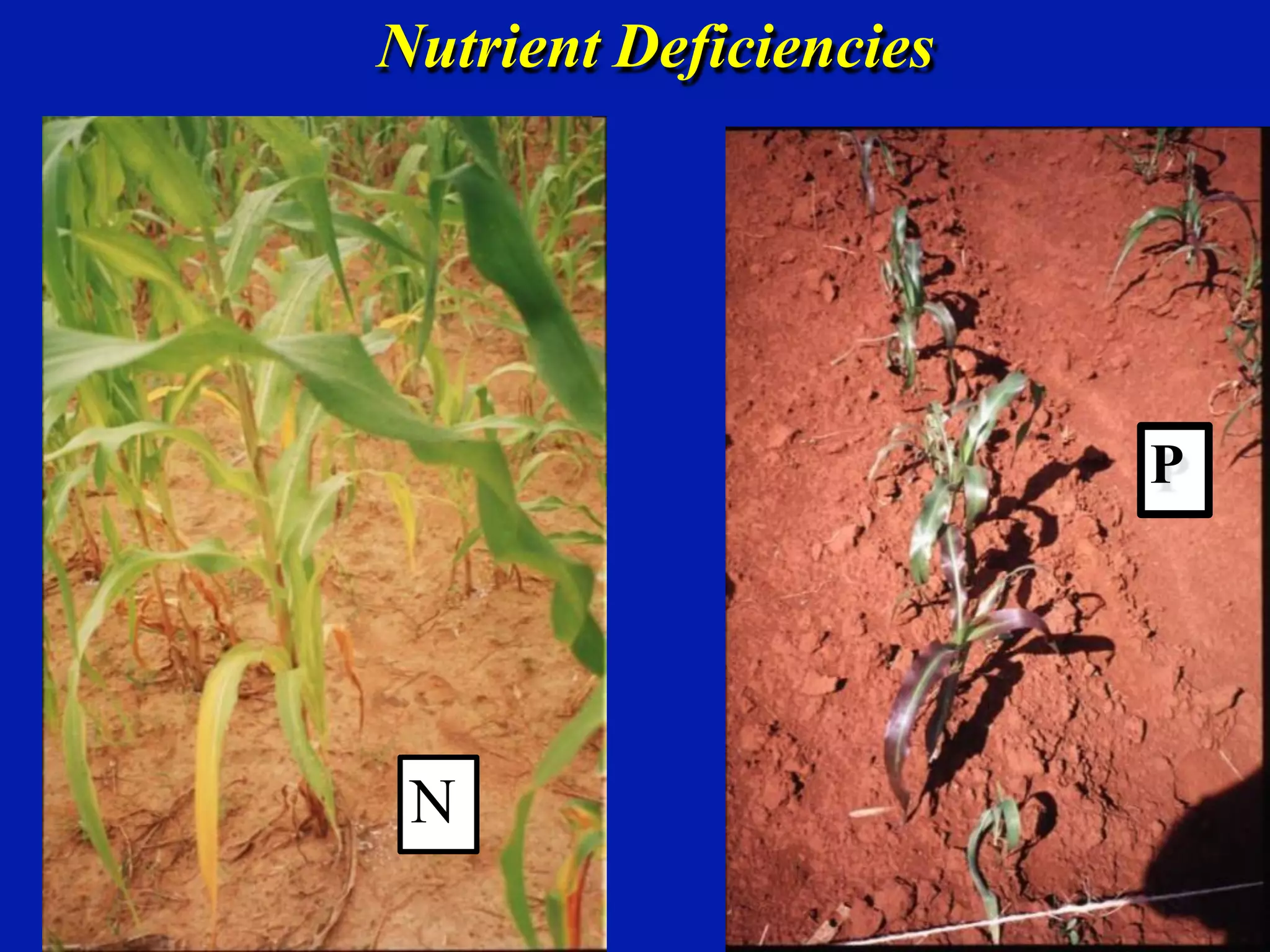 Nutrient Deficiencies
N
P