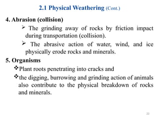 2.1 Physical Weathering (Cont.)
4. Abrasion (collision)
 The grinding away of rocks by friction impact
during transportation (collision).
 The abrasive action of water, wind, and ice
physically erode rocks and minerals.
5. Organisms
Plant roots penetrating into cracks and
the digging, burrowing and grinding action of animals
also contribute to the physical breakdown of rocks
and minerals.
22
 