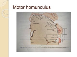 Introduction to somatic motor system and motor areas.pptx