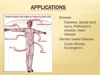 APPLICATIONS
 Disease
• Diabetes, Spinal cord
injury, Parkinson’s
disease, heart
disease
 Genetic based Disease
• Cystic fibrosis,
Huntington’s
 