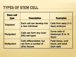 TYPES OF STEM CELL
Stem cell
type Description Examples
Totipotent
Each cell can develop into
a new individual
Cells from early (1-3
days) embryos
Pluripotent
Cells can form any (over
200) cell types
Some cells of
blastocyst (5 to 14
days)
Multipotent
Cells differentiated, but
can form a number of
other tissues
Fetal tissue, cord
blood, and adult
stem cells
 